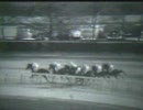 【海外競馬】1953年ウッドメモリアルＳ ネイティヴダンサー