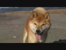 柴犬ジローのガッツだぜ！