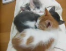 仔猫のかくれんぼ