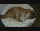 マシュマロベット　柴犬ジロー　