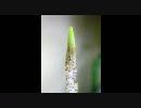 アポノゲトンの花が咲く様子 (Blooming Aponogeton Time Lapse)