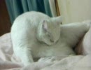 寝る前に必死に毛づくろい