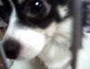 愛犬の紹介　名前は「もう」です