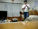 ウクレレで　愛の賛歌