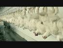 【世界百景】 鶏肉加工工場　”Background Music for a Dinner”