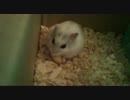 家のハムスターを見守る動画