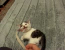 子ネコとねこじゃらし