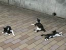 長崎の尾曲がり猫 part5