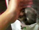 うちの子。～キャリーの中から噛み付き～