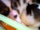パピヨンの仔犬