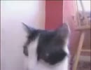 ヘヴィメタぬこ