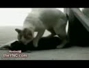 仲間を蘇生する猫感動です。