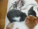 ぬこの昼寝？