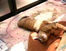 実家のにゃんこ5