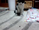 ねこvsかめ様