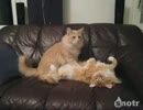 健全なマッサージをしてくれる親切な猫