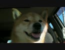 わんドラ　柴犬ジロー