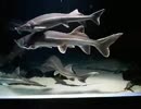 鳥羽水族館