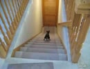 階段を立ったまま降りる（ジョジョ降り）犬ver