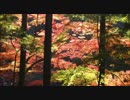 【バイク車載】11月21日愛知県県道77号線を下山から足助へ