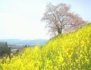【作業用】 牧場物語２　春 【30分】
