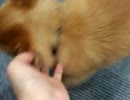 ５歳の幼女です