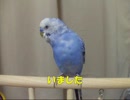 おしゃべりインコぴのこ　昔話シリーズ12 「おばあさんになる」