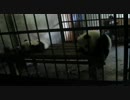 檻からむにゅぅんと脱出する子パンダ