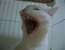 寝起きの仔猫