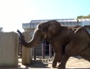 酔っぱらいのような象【とべ動物園】