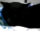 猫にKAMEHAMEHA!!