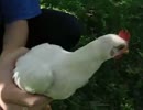 まるでパントマイム――絶対に軸のぶれないニワトリ