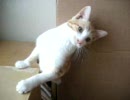 もこ＆りんの日常　３　[2007.10.15]