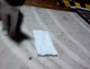 ねこvsかめ様再戦!!