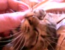 子猫と人の手の戦い
