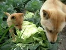（Ｕ＾ω＾）わんわんお！キャベツおいしいお
