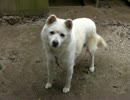 おやつを求める犬