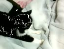 猫がひたすらむみむみする動画