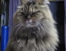 どや顔のもっふもふねこ