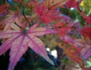 吉松隆「3つのワルツ」と建長寺の紅葉