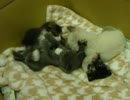 子猫がコロコロ　パート２