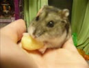 【歌ってみた】好きなアニソンメドレー