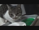 実家に帰ったらどこかの飼い猫が迷い込んでた件