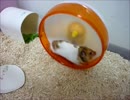 ミサイルがお怒りになられたようです。