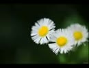 【BUMP】ハルジオン【歌ってみた】