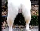 柴犬VSペットボトル