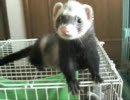 やっぱりフェレットは上を目指す