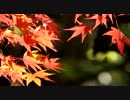 晩秋