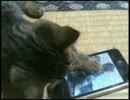 iphoneと変な猫のいる生活～その２～