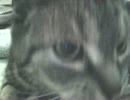 ねこ サイレント01